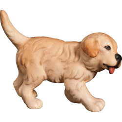 Cachorro Golden Retriever | Bergland