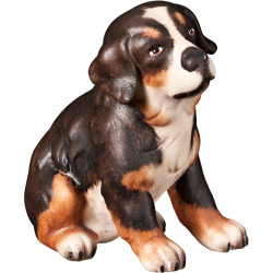 Bernese mountain dog puppy