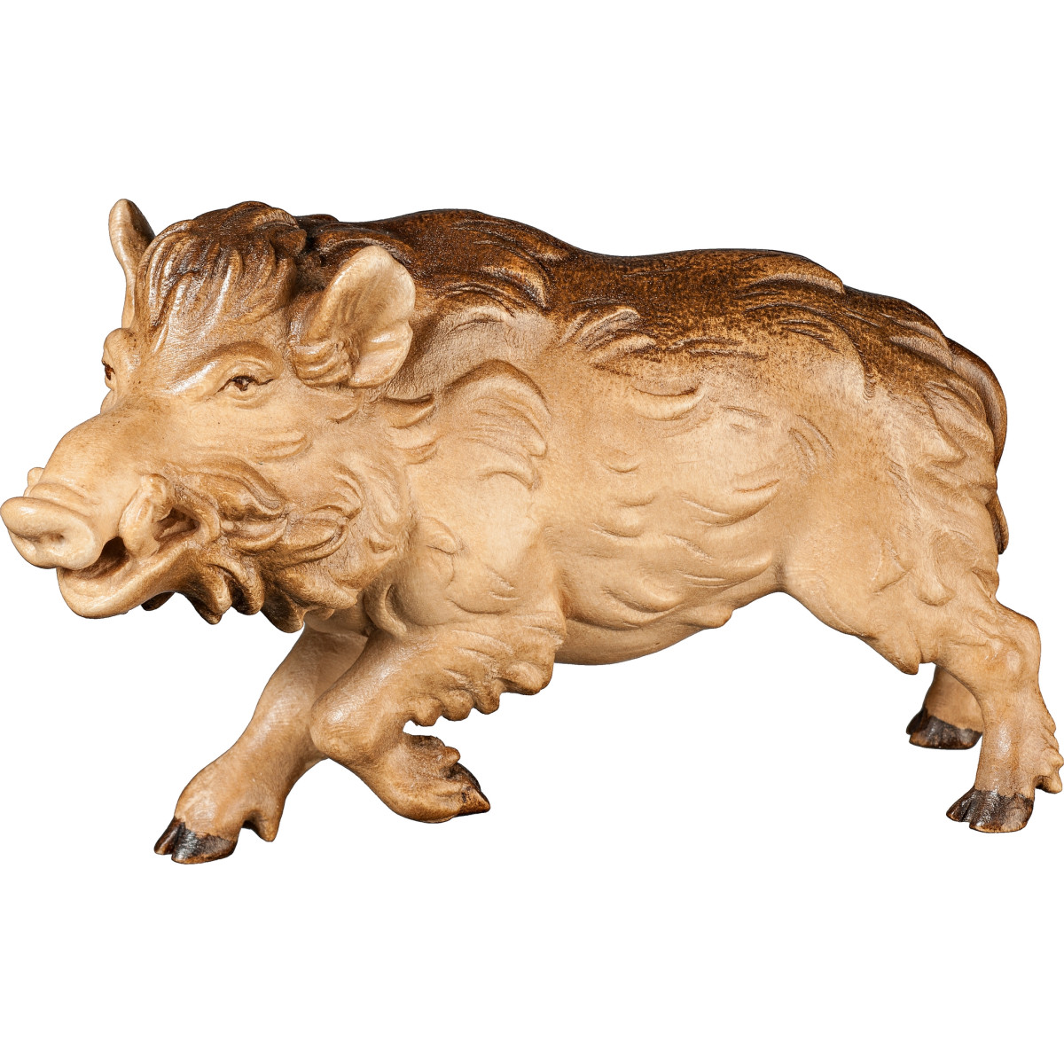 Wild boar male