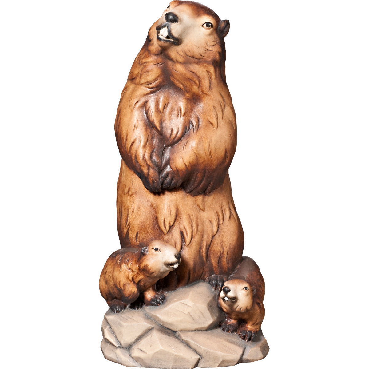 Marmota