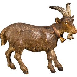 Capra con campanellino