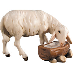 Oveja en el abrevadero