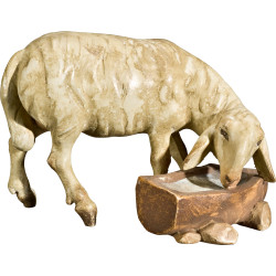 Oveja en el abrevadero