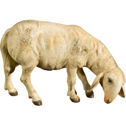 Sheep graminivorous