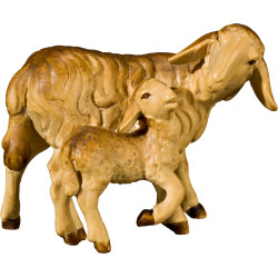 Sheep with lamb