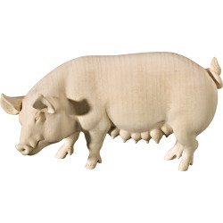 Scrofa