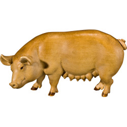 Scrofa