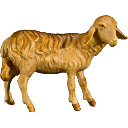 Ovelha cabeça direita