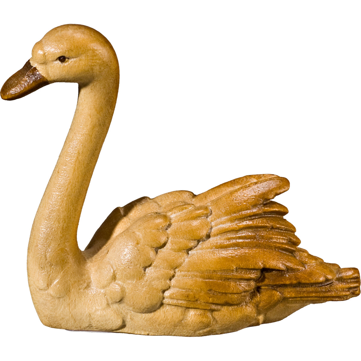 Swan looking forward