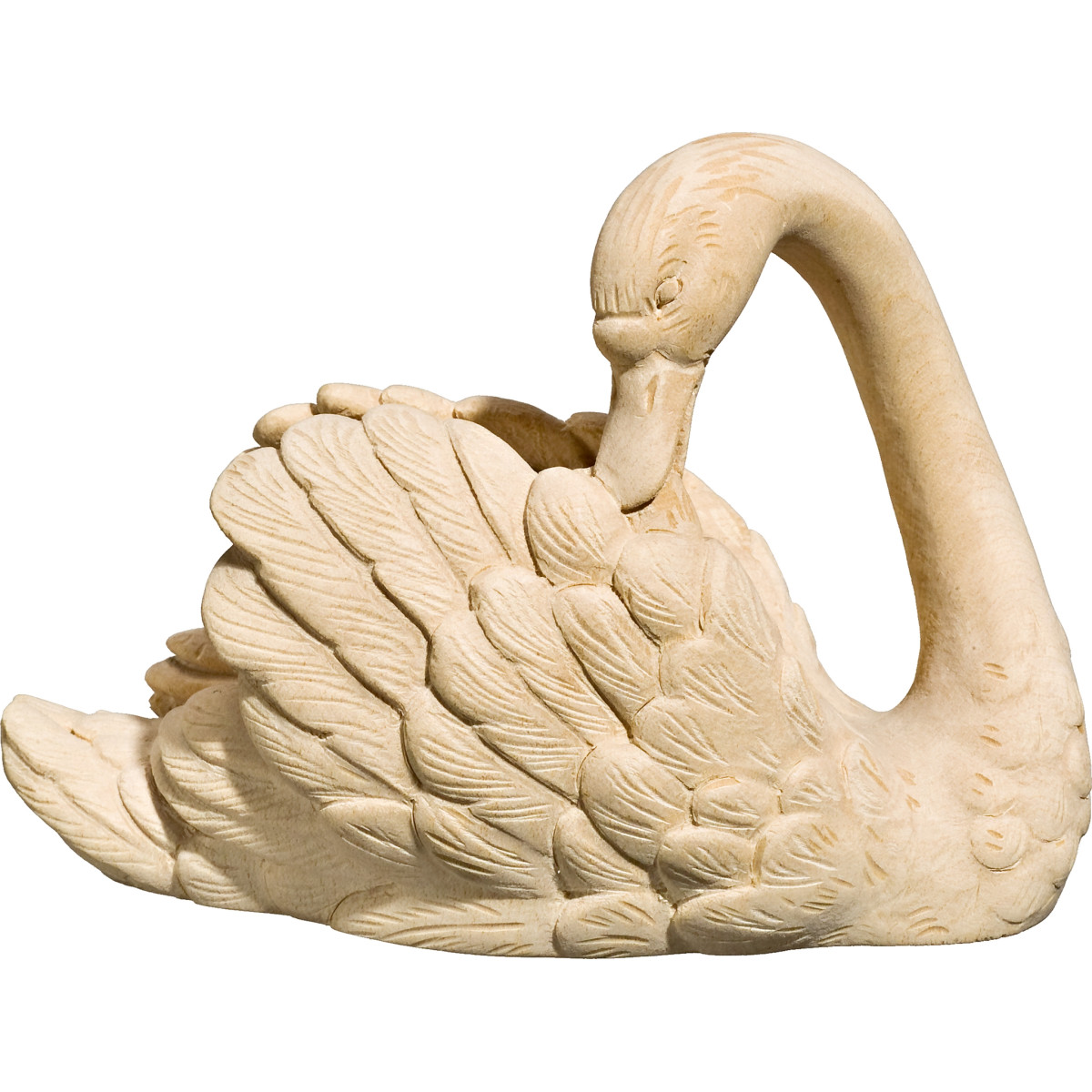 Swan looking back