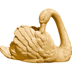 Swan looking back