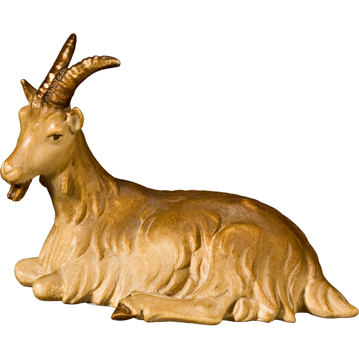 Goat lying