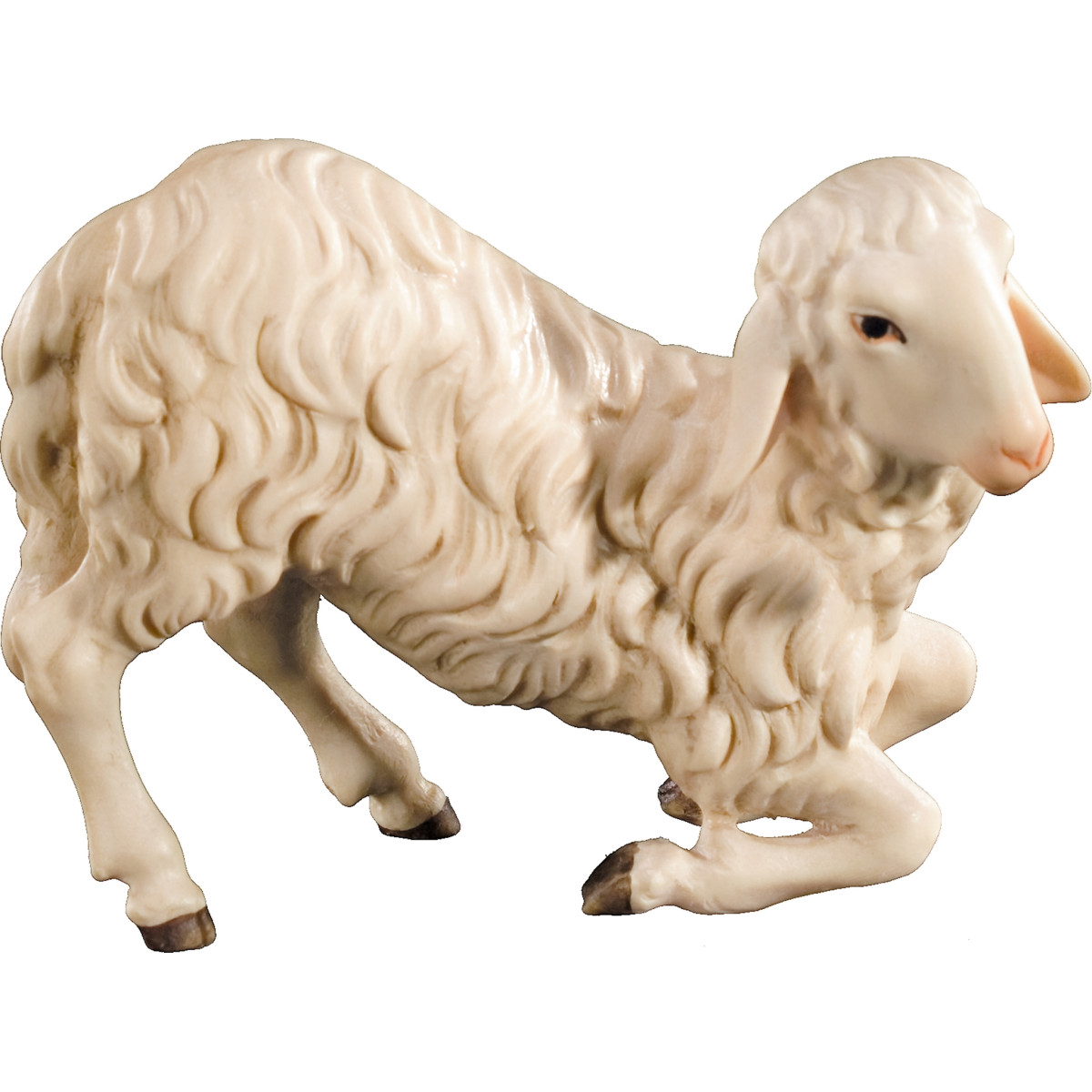 Sheep kneeling
