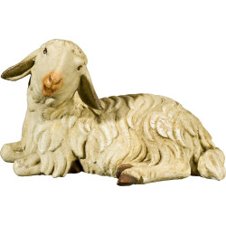Sheep lying