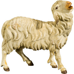 Sheep bleating
