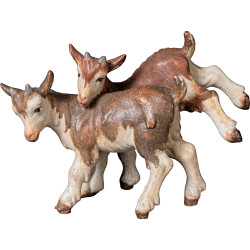 Goat kid group