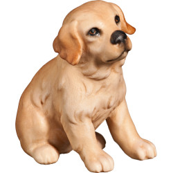 Cachorro Golden Retriever