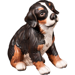 Bernese mountain dog puppy