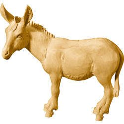 Burro