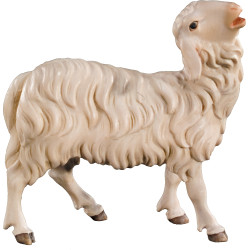Schaf blökend
