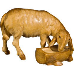 Pecora abbeveratoio