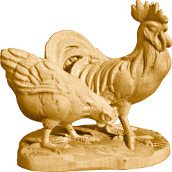 Gruppo galline