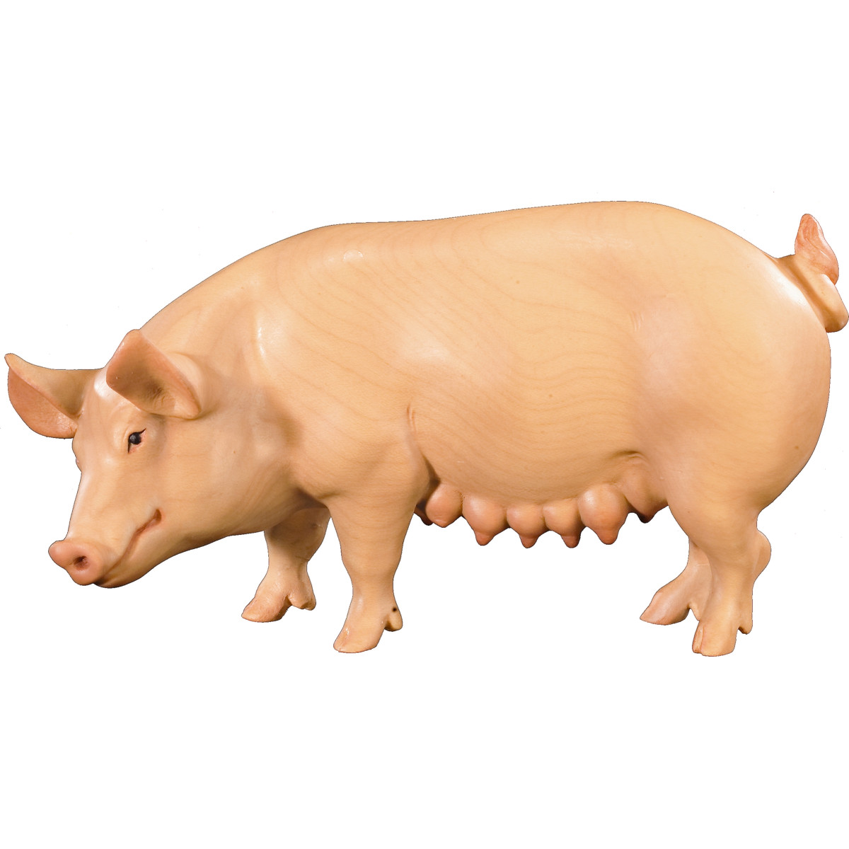 Scrofa