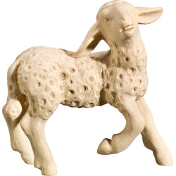 Agnello testa in alto