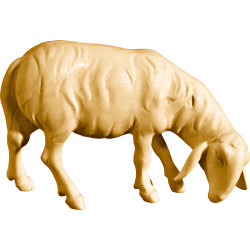 Pecora brucante