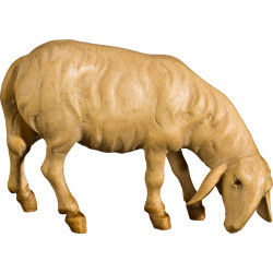 Sheep graminivorous