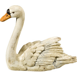 Swan looking forward