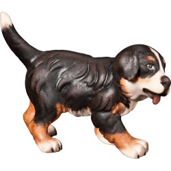 Cucciolo di cane bernese