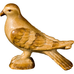 Taube stehend