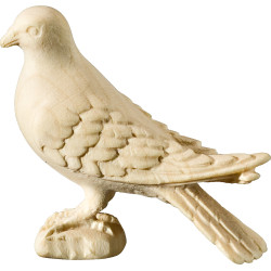 Pigeon standing