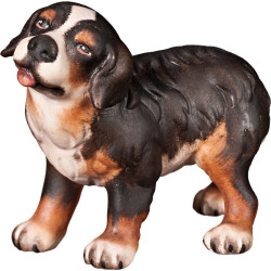 Bernese mountain dog puppy