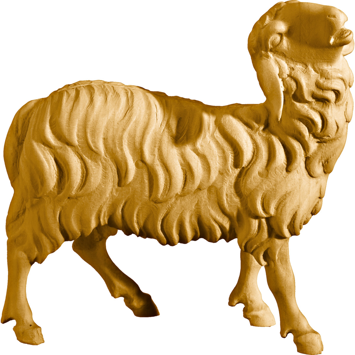 Pecora belante