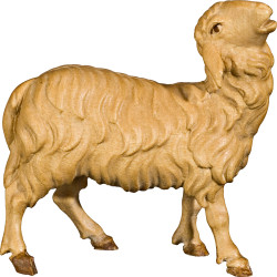Pecora belante