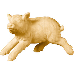 Wild boar piglet