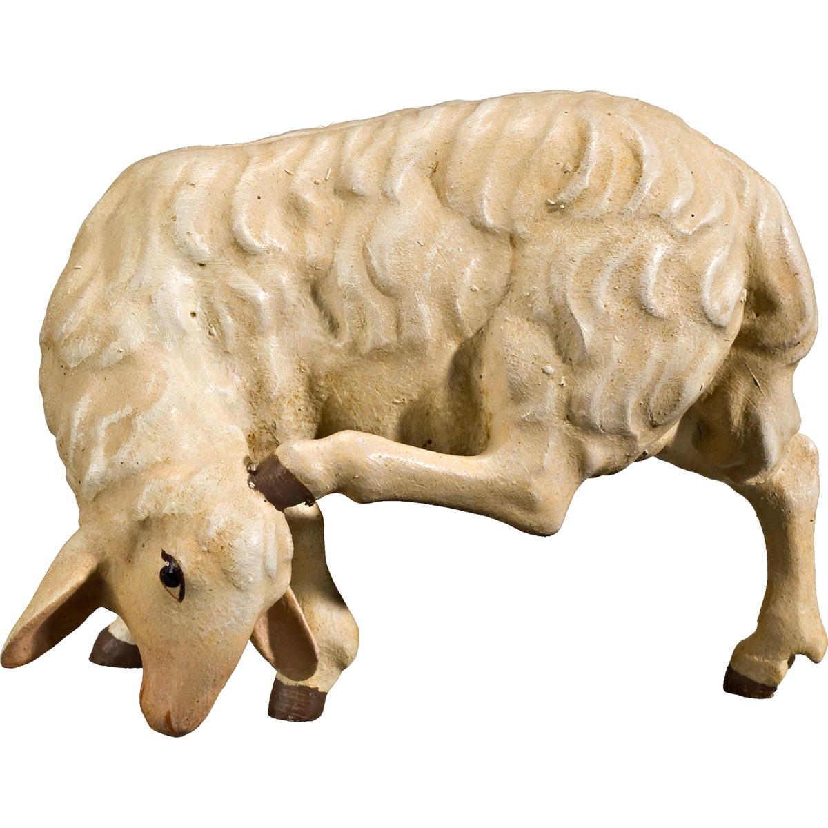 Sheep scratching