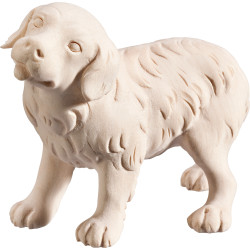Cucciolo di San Bernardo