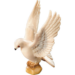 Pigeon flying