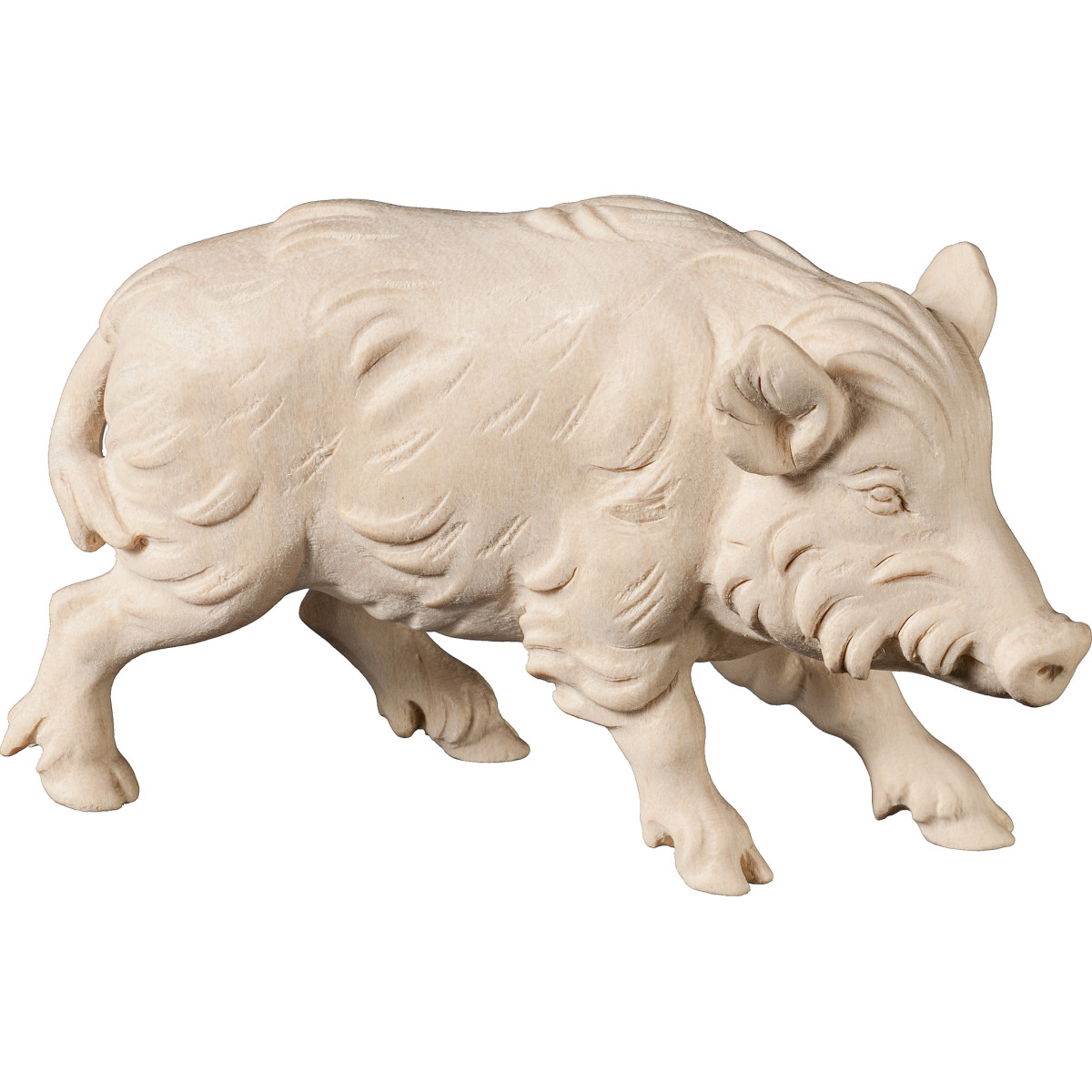 Scrofa di cinghiale