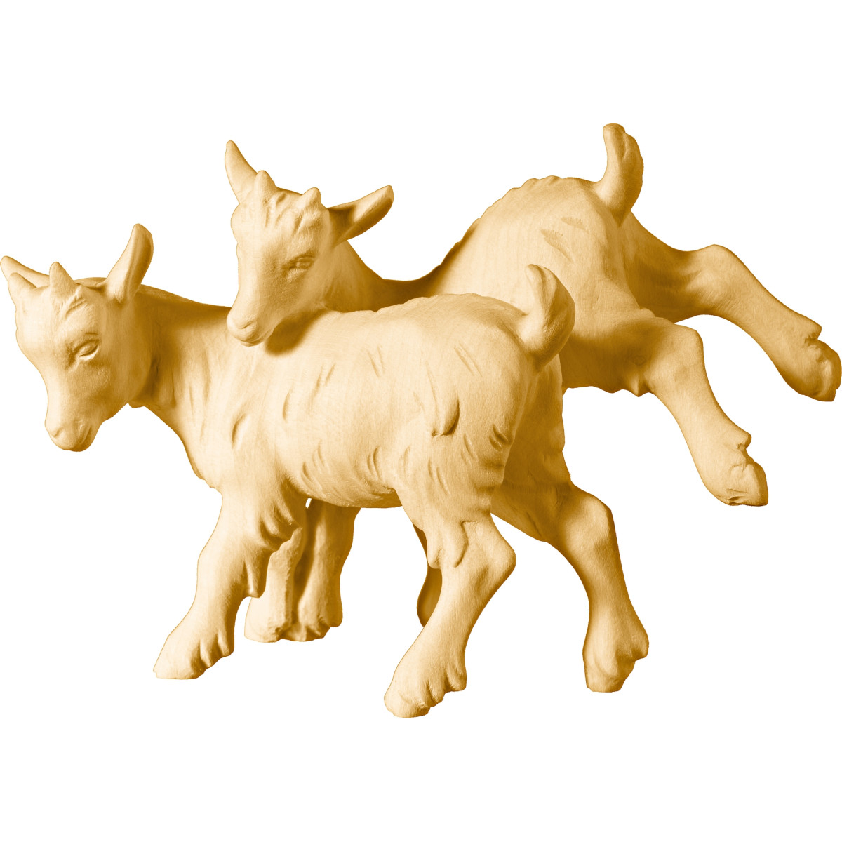 Goat kid group