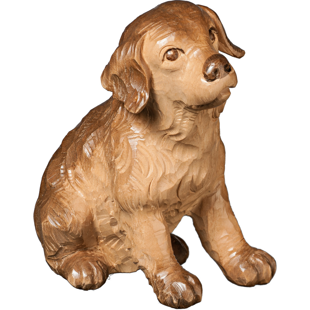 Golden Retriever puppy