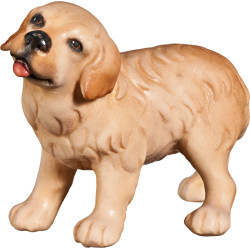 Golden Retriever puppy