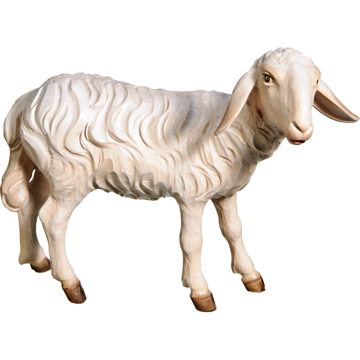 Sheep looking back