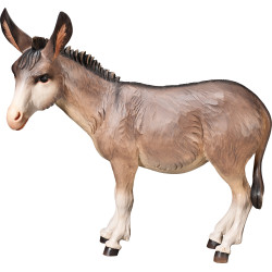 Burro