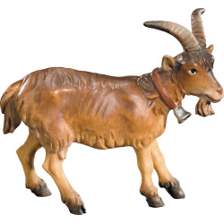 Capra con campanellino