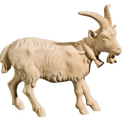 Ziege mit Glöckchen