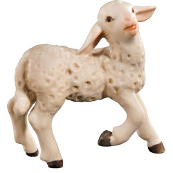 Agnello testa in alto